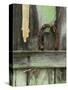 Rusty Horseshoe on Old Fence, Montana, USA-Nancy Rotenberg-Stretched Canvas