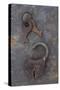 Rusty Padlock Lying On Rusty Metal Sheet with Pair of Rusted Keys On Ring-Den Reader-Stretched Canvas
