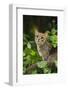 Rusty-spotted cat (Prionailurus rubininosus phillipsi) captive, occurs in Sri Lanka-Terry Whittaker-Framed Photographic Print