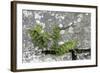 Rustyback Fern (Ceterach Officinarum), Growing in Wall, Near Hartland, North Devon, UK. December-Ross Hoddinott-Framed Photographic Print