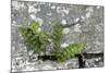 Rustyback Fern (Ceterach Officinarum), Growing in Wall, Near Hartland, North Devon, UK. December-Ross Hoddinott-Mounted Photographic Print