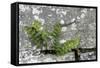 Rustyback Fern (Ceterach Officinarum), Growing in Wall, Near Hartland, North Devon, UK. December-Ross Hoddinott-Framed Stretched Canvas