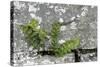 Rustyback Fern (Ceterach Officinarum), Growing in Wall, Near Hartland, North Devon, UK. December-Ross Hoddinott-Stretched Canvas