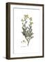 Ruta Chalepensis, Flora Graeca-Ferdinand Bauer-Framed Giclee Print