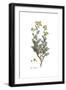 Ruta Chalepensis, Flora Graeca-Ferdinand Bauer-Framed Giclee Print