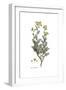 Ruta Chalepensis, Flora Graeca-Ferdinand Bauer-Framed Giclee Print