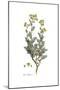 Ruta Chalepensis, Flora Graeca-Ferdinand Bauer-Mounted Giclee Print