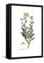 Ruta Chalepensis, Flora Graeca-Ferdinand Bauer-Framed Stretched Canvas