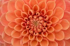 Close-Up of a Single Dahlia Bloom-Ruth Black-Photographic Print