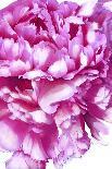 Pink Peony-Ruth Day-Giclee Print