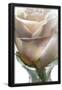 Essential Black