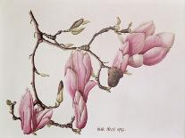 Magnolia X Soulangiana, 1992-Ruth Hall-Stretched Canvas