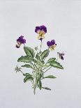 Viola Tricolor, 1999-Ruth Hall-Framed Stretched Canvas