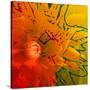 Stretched Canvas