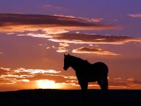 A Wild Horse Lingers at the Edge of the Badlands Near Fryburg, N.D.-Ruth Plunkett-Stretched Canvas