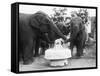 Ruth the Elephant Celebrating Her Birthday-null-Framed Stretched Canvas