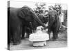 Ruth the Elephant Celebrating Her Birthday-null-Stretched Canvas