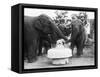 Ruth the Elephant Celebrating Her Birthday-null-Framed Stretched Canvas