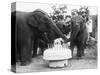 Ruth the Elephant Celebrating Her Birthday-null-Stretched Canvas