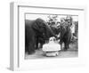 Ruth the Elephant Celebrating Her Birthday-null-Framed Photographic Print