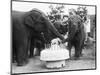 Ruth the Elephant Celebrating Her Birthday-null-Mounted Photographic Print