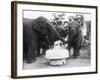 Ruth the Elephant Celebrating Her Birthday-null-Framed Photographic Print