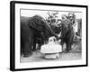 Ruth the Elephant Celebrating Her Birthday-null-Framed Photographic Print