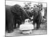 Ruth the Elephant Celebrating Her Birthday-null-Mounted Photographic Print