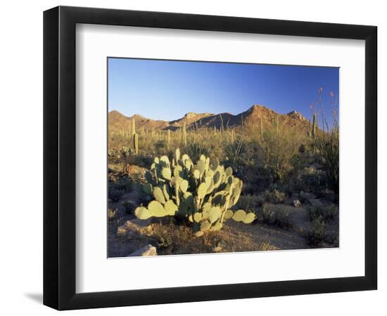 Photographic Print, , large