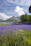 Wild Bluebells (Hyacinthoides Non-Scripta) Beside Loch Leven-Ruth Tomlinson-Photographic Print