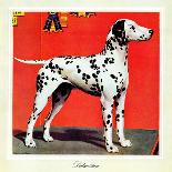 "Dalmatians," Saturday Evening Post Cover, July 17, 1943-Rutherford Boyd-Framed Giclee Print