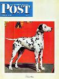 "Afghan Hounds," Saturday Evening Post Cover, March 18, 1944-Rutherford Boyd-Stretched Canvas