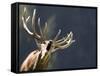 Rutting Stag Bellows in a Wildlife Park in Aurach, Austria-null-Framed Stretched Canvas