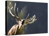 Rutting Stag Bellows in a Wildlife Park in Aurach, Austria-null-Stretched Canvas