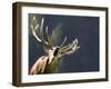 Rutting Stag Bellows in a Wildlife Park in Aurach, Austria-null-Framed Photographic Print