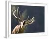 Rutting Stag Bellows in a Wildlife Park in Aurach, Austria-null-Framed Photographic Print