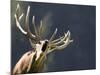 Rutting Stag Bellows in a Wildlife Park in Aurach, Austria-null-Mounted Photographic Print