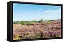 Framed Canvas