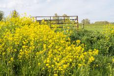 Yellow Blooming Rape Plants at the Edge of A Ditch-Ruud Morijn-Photographic Print