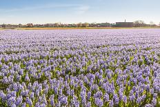Field with Lilac Flowering Hyacinths-Ruud Morijn-Photographic Print