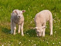 Two Little Lambs in A Dutch Meadow-Ruud Morijn-Photographic Print