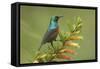 Ruwenzori Double Collared Sunbird-null-Framed Stretched Canvas