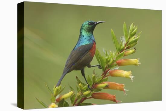 Ruwenzori Double Collared Sunbird-null-Stretched Canvas