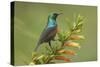 Ruwenzori Double Collared Sunbird-null-Stretched Canvas