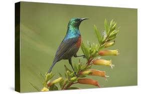 Ruwenzori Double Collared Sunbird-null-Stretched Canvas