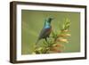 Ruwenzori Double Collared Sunbird-null-Framed Photographic Print