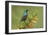 Ruwenzori Double Collared Sunbird-null-Framed Photographic Print