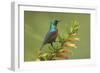 Ruwenzori Double Collared Sunbird-null-Framed Photographic Print