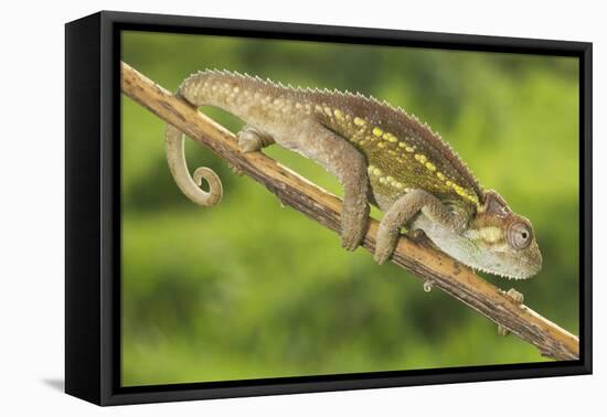 Ruwenzori Side Striped Chameleon Adult on a Branch-null-Framed Stretched Canvas