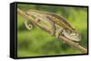 Ruwenzori Side Striped Chameleon Adult on a Branch-null-Framed Stretched Canvas